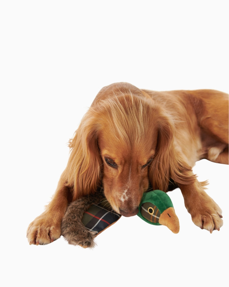 Dog playing with Barbour Pheasant Dog Toy in tartan fabric