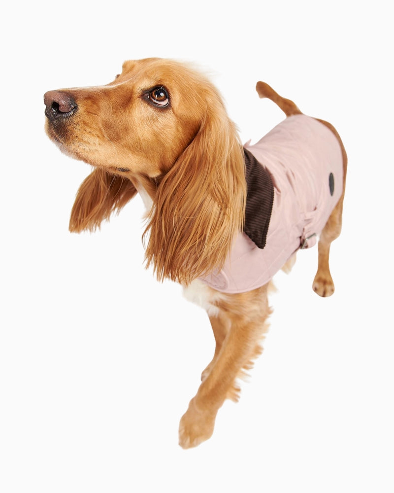 Dog wearing Barbour Quilted Dog Coat in pink with cord collar detail