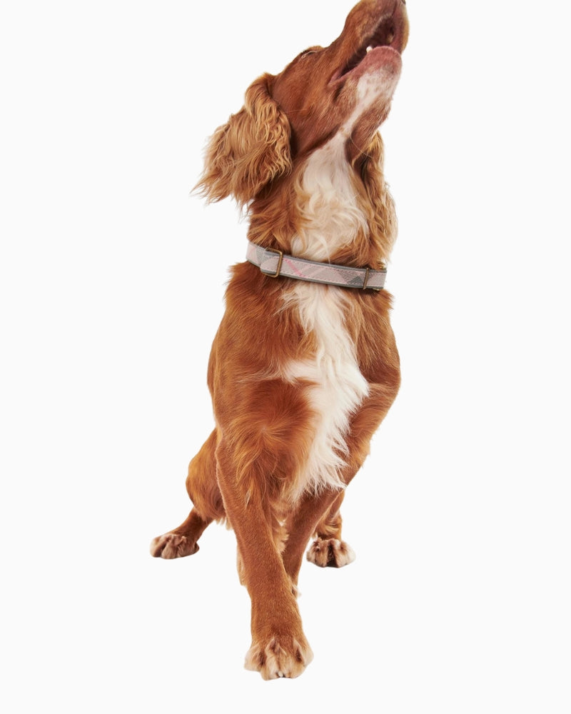 Dog wearing Barbour Reflective Tartan Dog Collar in pink