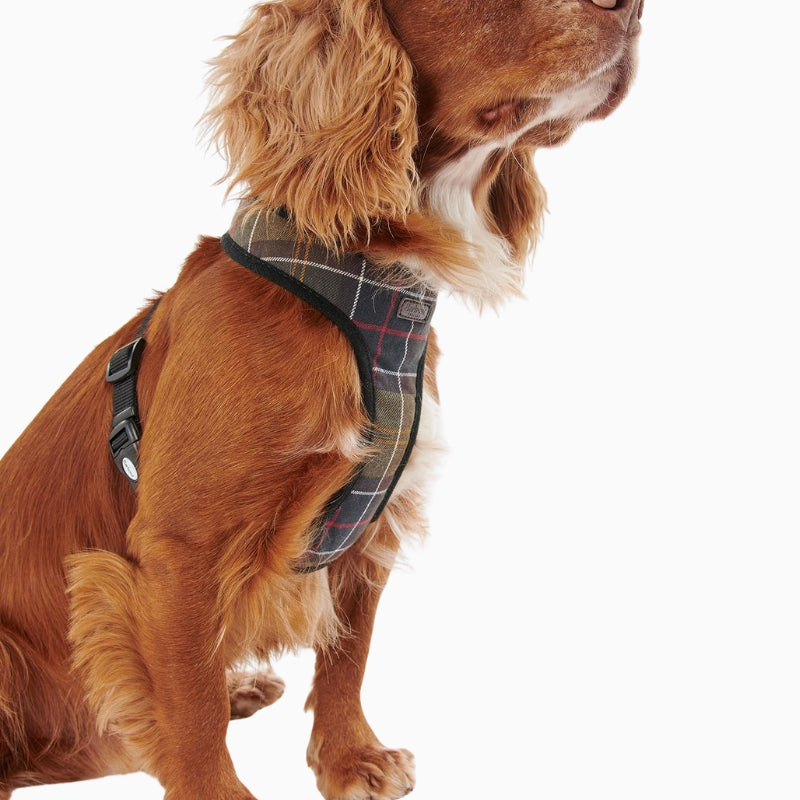 Dog wearing Barbour Tartan Dog Harness front view