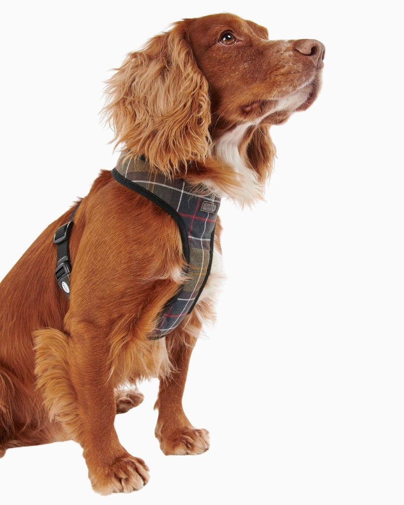 Dog wearing Barbour Tartan Dog Harness front view