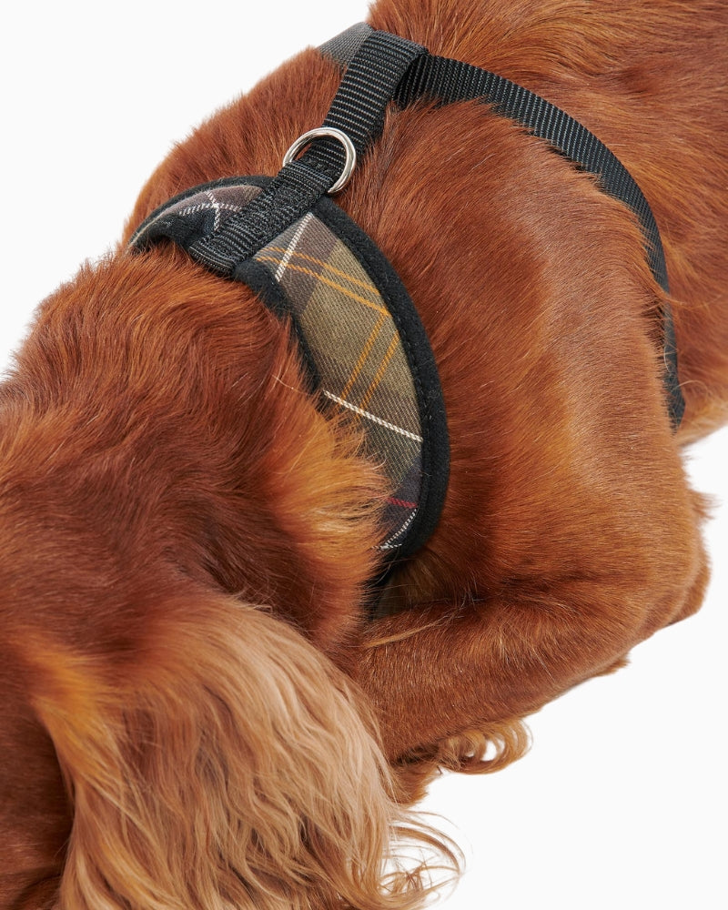 Dog wearing Barbour Tartan Dog Harness front view