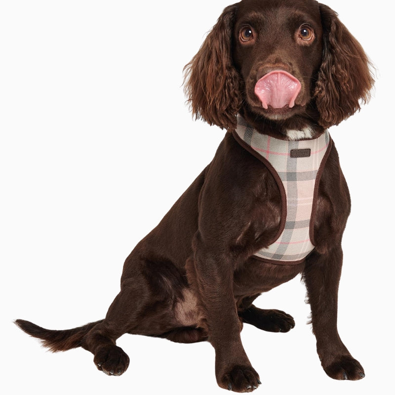 Dog wearing Barbour Pink Tartan Dog Harness front view