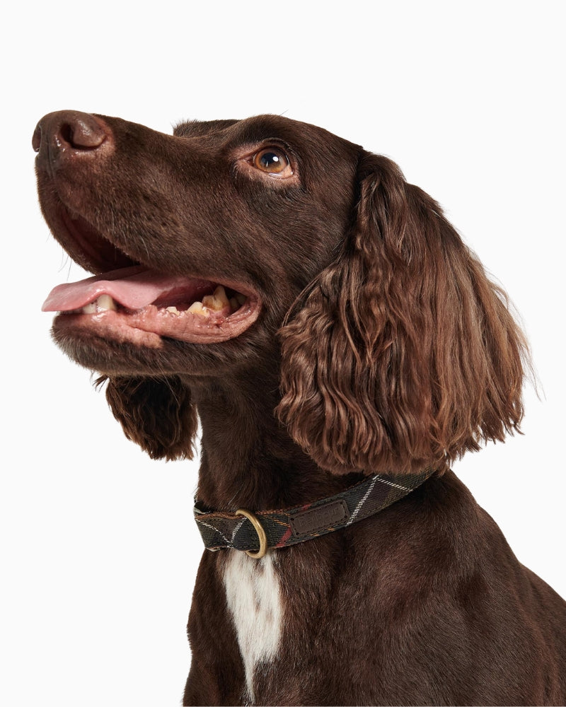 Barbour Tartan Webbing Dog Collar in classic tartan with brass-effect hardware