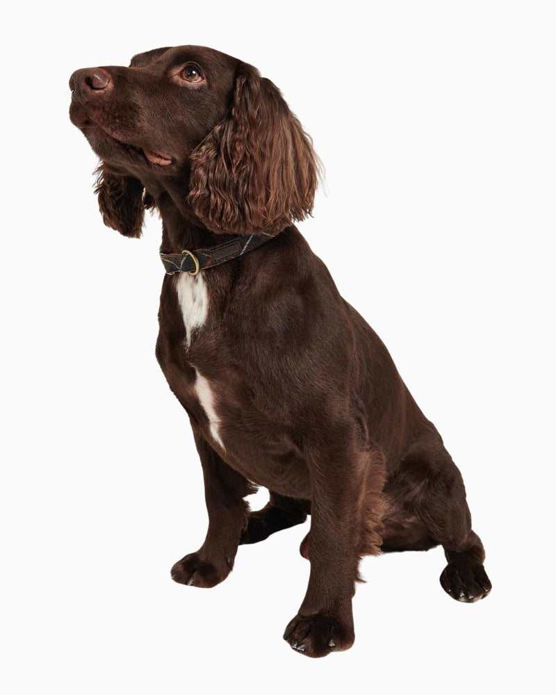Dog wearing Barbour Tartan Webbing Dog Collar with gold D-ring