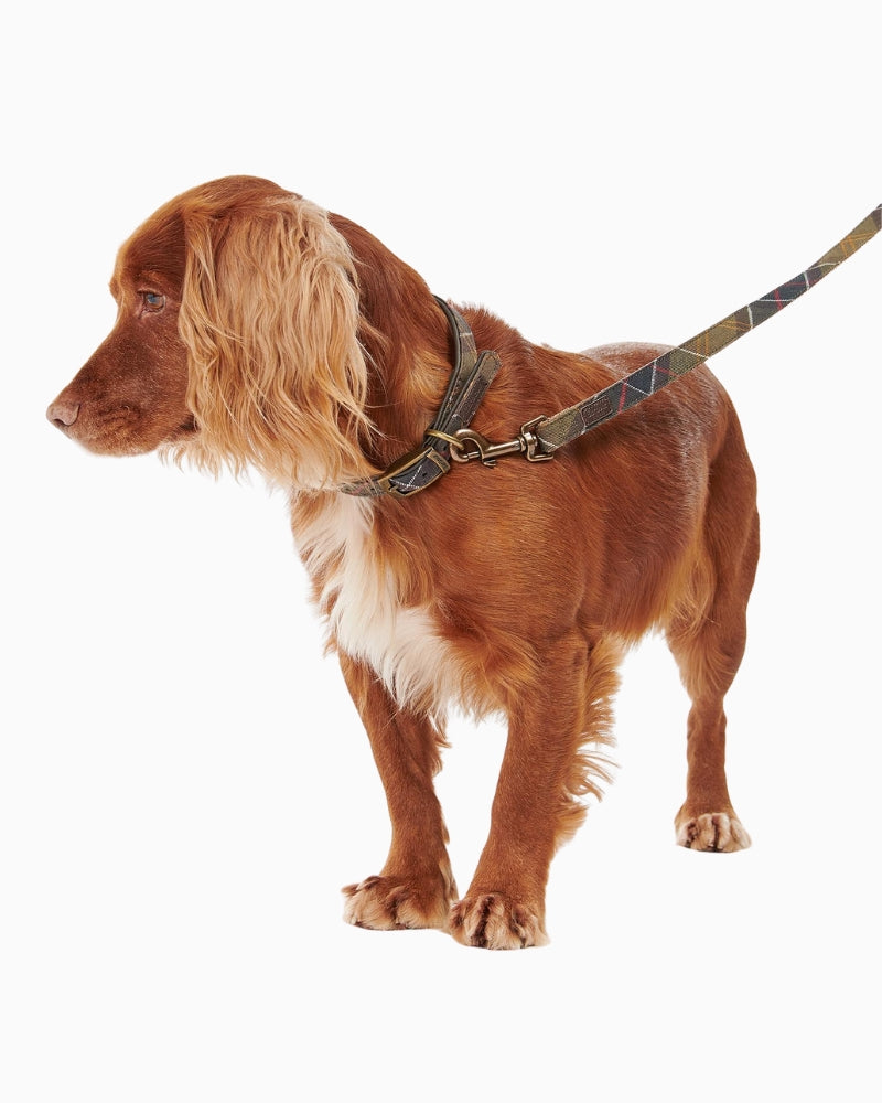 Coordinated set with Barbour Tartan Dog Collar and Webbing Lead