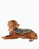 Dog wearing Barbour Waterproof Tartan Dog Coat with reflective edge trim