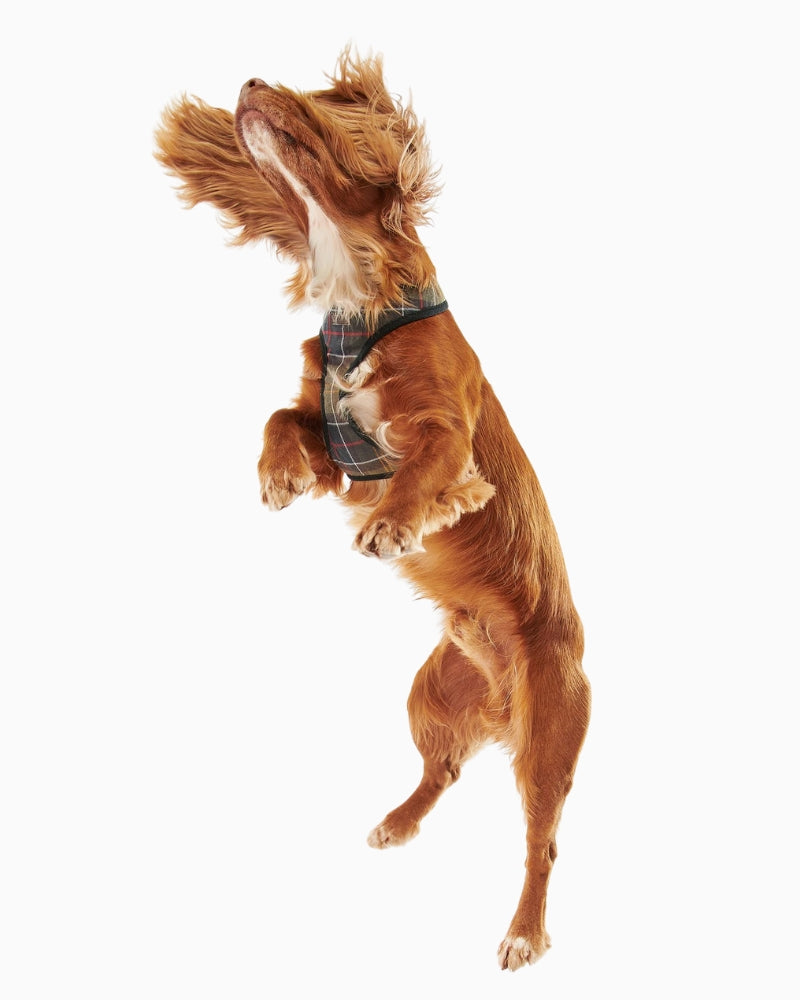 Dog standing wearing Barbour Tartan Dog Harness full body view