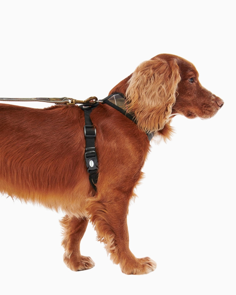 Side view of dog wearing Barbour Tartan Dog Harness