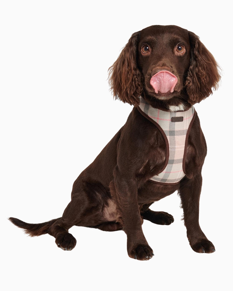 Dog wearing Barbour Pink Tartan Dog Harness front view